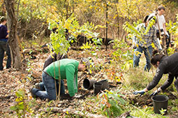 people plant trees in a park