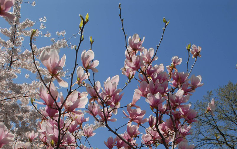 Magnolias