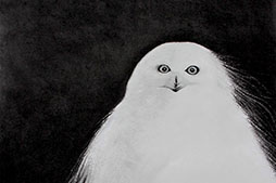 a white owl against a black background