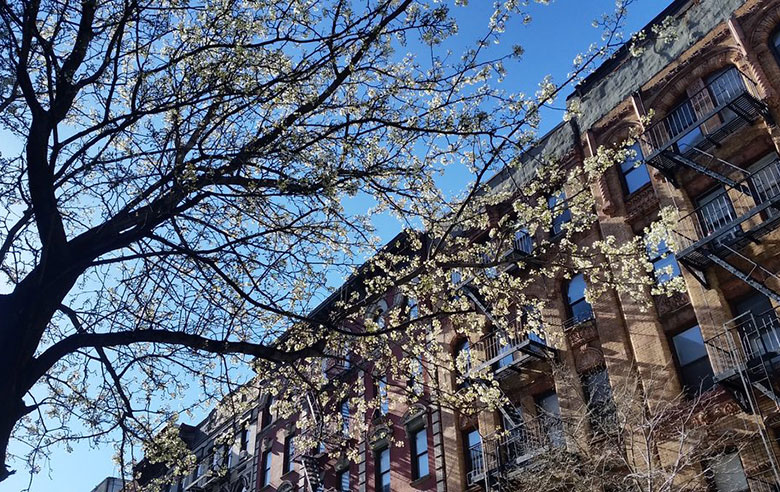 Callery Pears