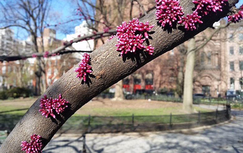 Eastern Red Bud
