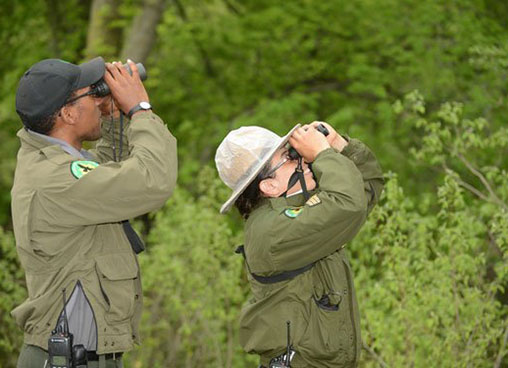 Park rangers use telescopes to look for wildlife in the trees