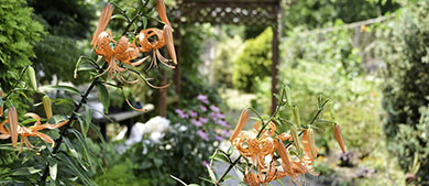 view of a bench and flowers along a garden path