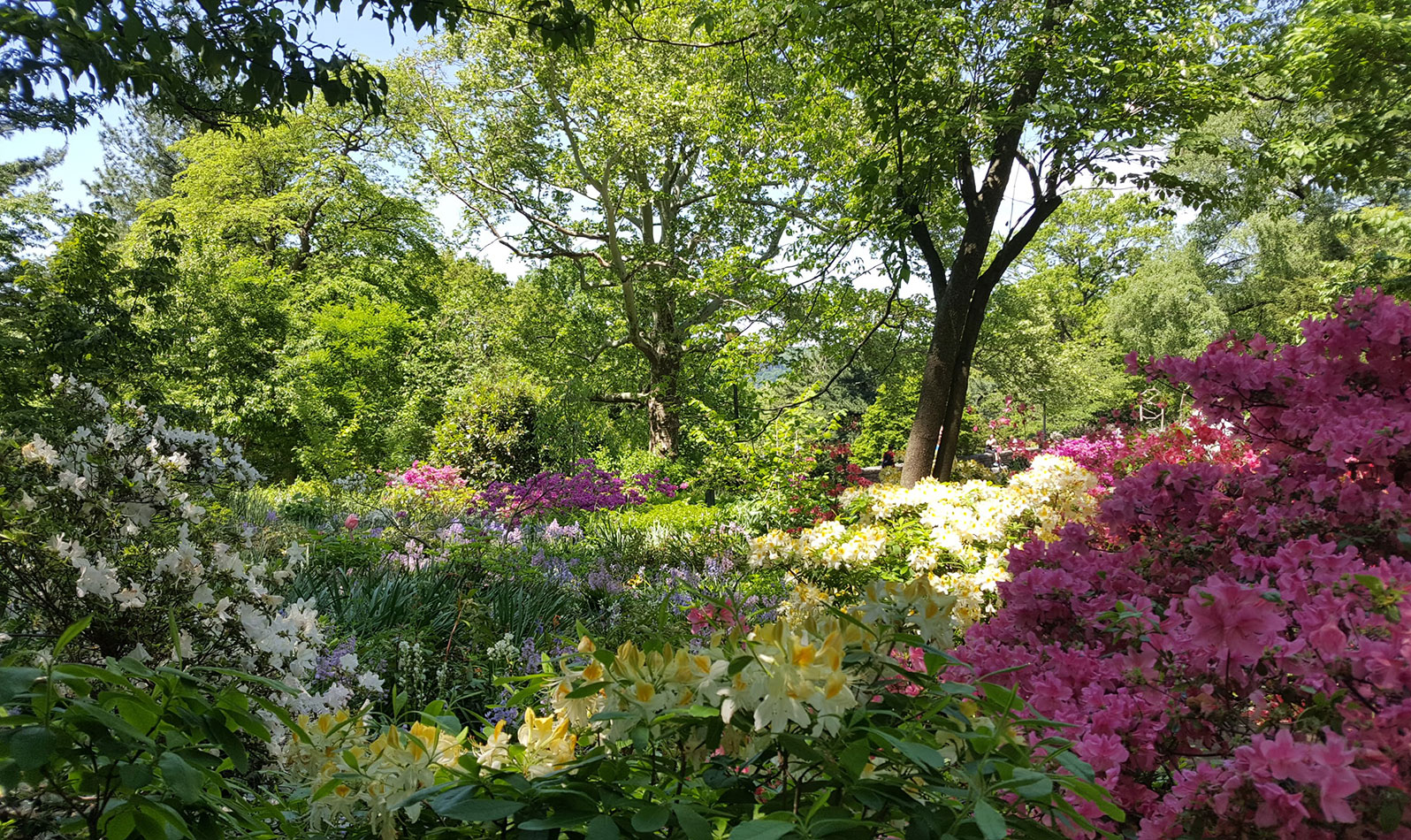 The Heather Garden is New York City's largest garden with unrestricted public access. Visit this breathtaking display of plants and flowers in the summertime.