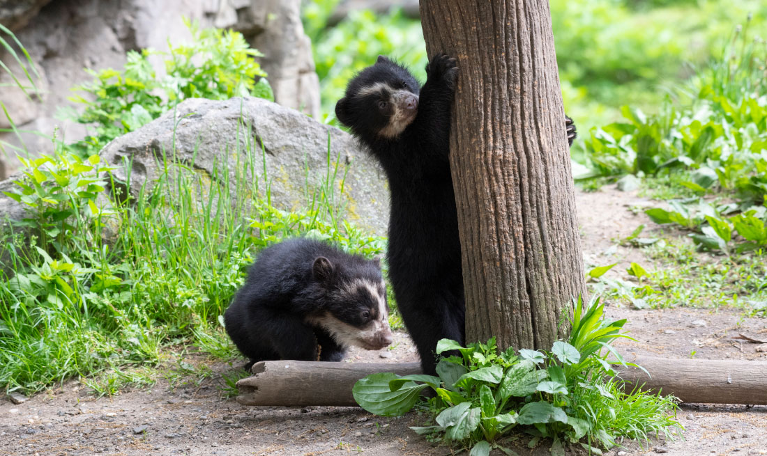 Walk over to the Queens Zoo to meet the sea lions, a bald eagle, cows, bison, and these cute baby bears!