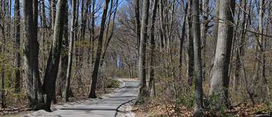 a path leads through the winter woods