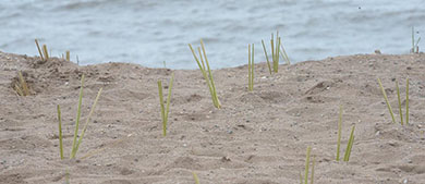 sprouts of beach grass grow form a sand dune at the beach