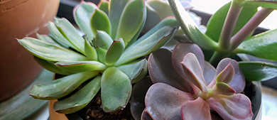 succulents grow as houseplants on a window ledge