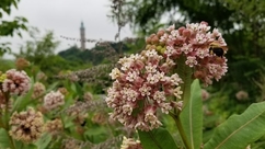 A bee feasts on milkweed, clusters of light pink flowers, growing in a garden in the park.