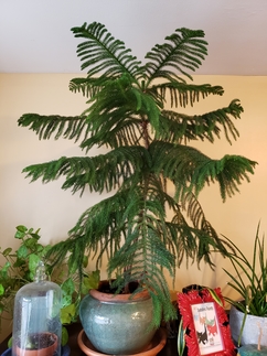 A tall Norfolk Island Pine in a pot stands among two other plants growing in pots on a shelf in a home.