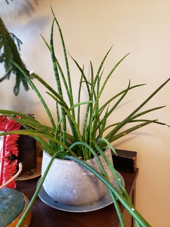 Image of Sansevieria, also known as snake plant, in a pot in a home. It looks like long thick green spikes growing in various directions.
