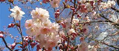 cherry blossoms against a blue sky