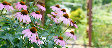 pink flowers bloom in a community garden