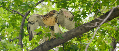 a hawk perched in a tree