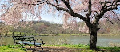 A park bench under a weeping cheery tree looks out to a creek in front of a forested area in a park