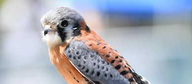 a blue and tan peregrine falcon