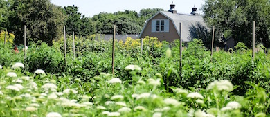 A field of flowers and crops near a barn