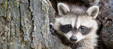 a racoon hangs out on a tree