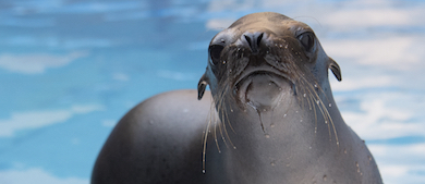 a sea lion