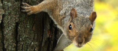 a squirrel in a tree
