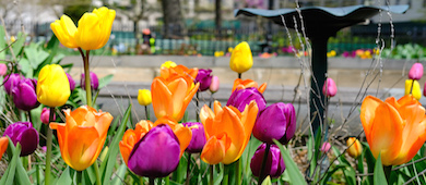 Yellow, orange, and purple tulips blossom in a garden bed along a path next to a fountain