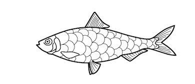outline of a fish with fins for coloring