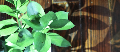 an image of a plant casting a shadow on a wooden floor