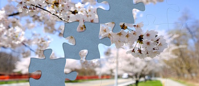 Puzzle piece of a cherry blossom in the park