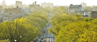 street trees the color of spring green line a parkway that runs through a neighborhood in Brooklyn