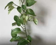A photo of the leaves of a houseplant cast a shadow on an exterior wall.