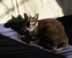 A photo of a cat taken in natural sunlight.