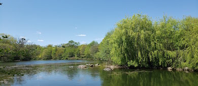 view of a lake surrounded by weeping trees and other trees in their spring green color