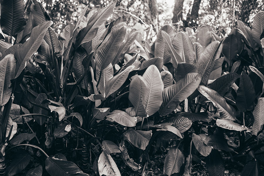 Black and white image of greenery