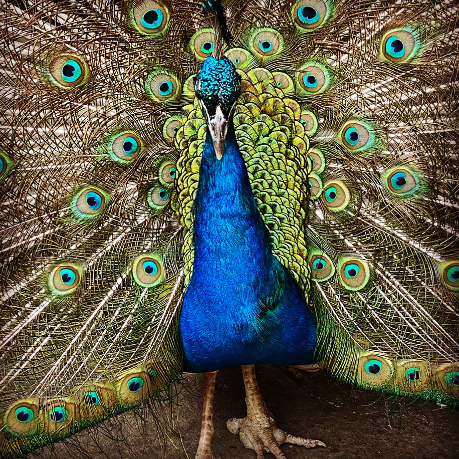 Close up of a blue peacock with its tail spread out wide