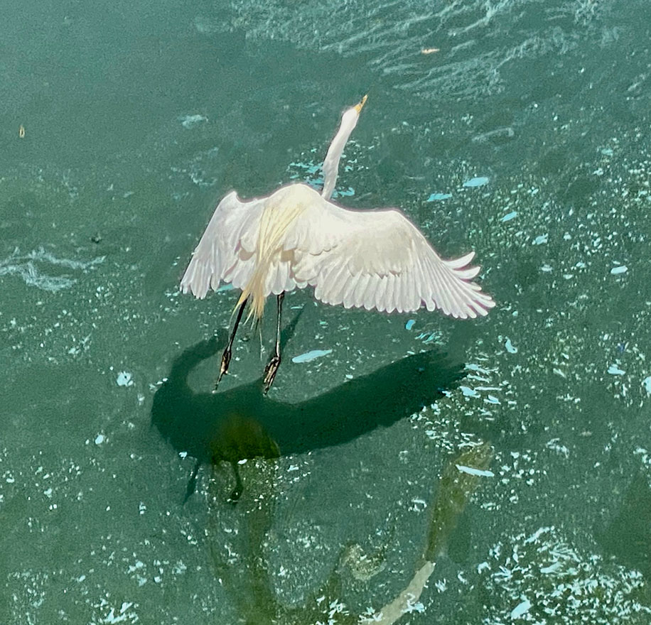 A white egret spreads its wings and soars above the water