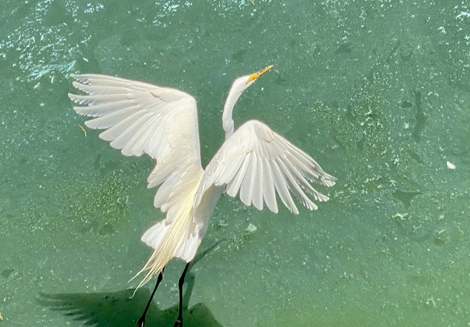 A white egret glides over the water