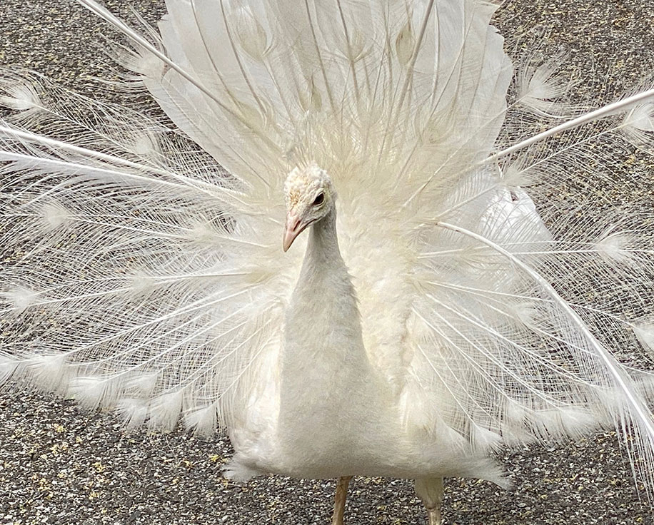 A white peacock with its tail spread wide