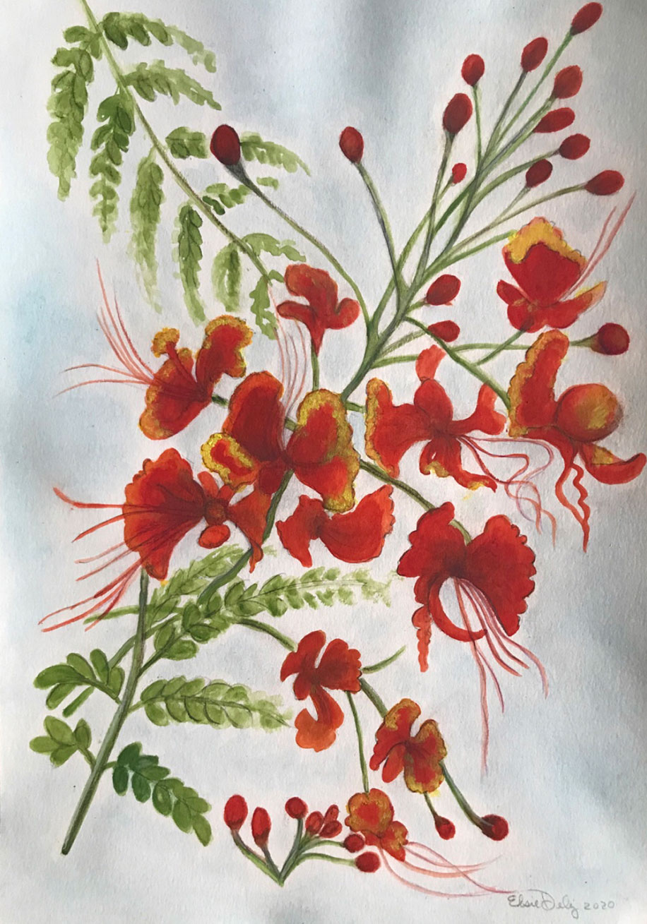 Red frill-like flowers blossom and bloom from a green plant. The edges of the flowers are yello