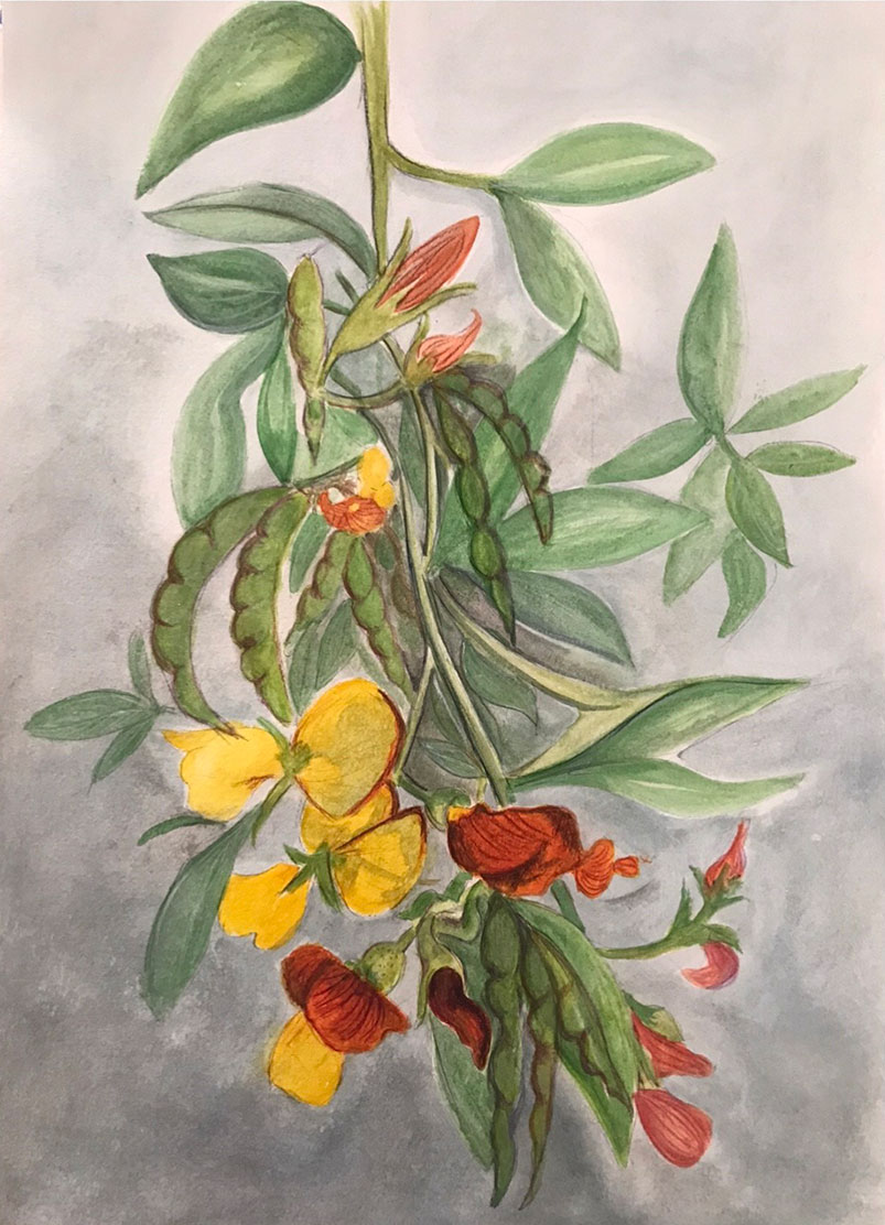 Painting of flowers in red and yellow with seedpods