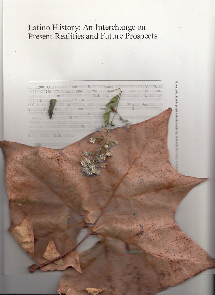A bunch of flowers growing from a stem is placed on a large brown leaf which lies on a page with redacted text. The title of the page is Latino history: An Interchange on Present Realities and Future Prospects