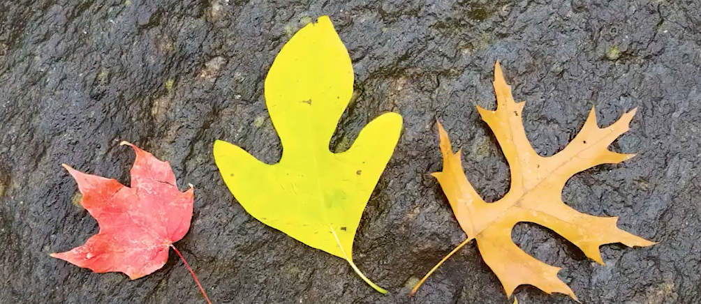 leaves in various shapes and colors on a rock