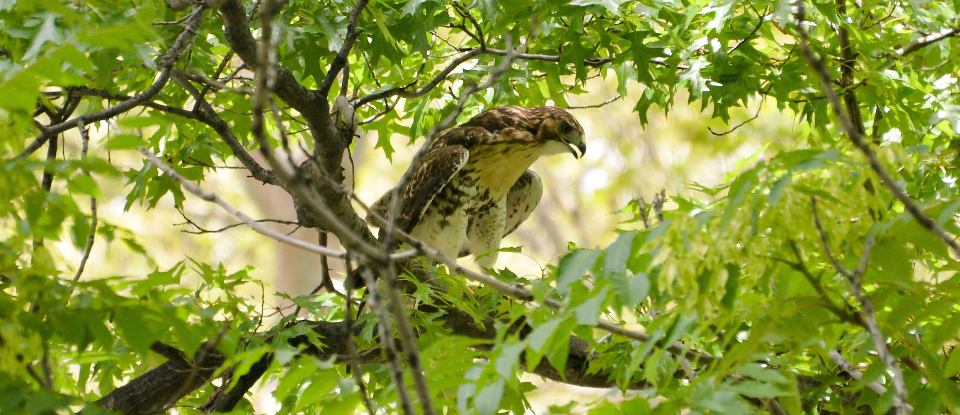 a hawk perched in a tree