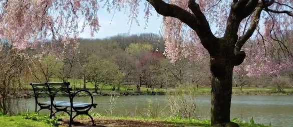 a bench looks out to cherry blossoms on a tree against a blue sky