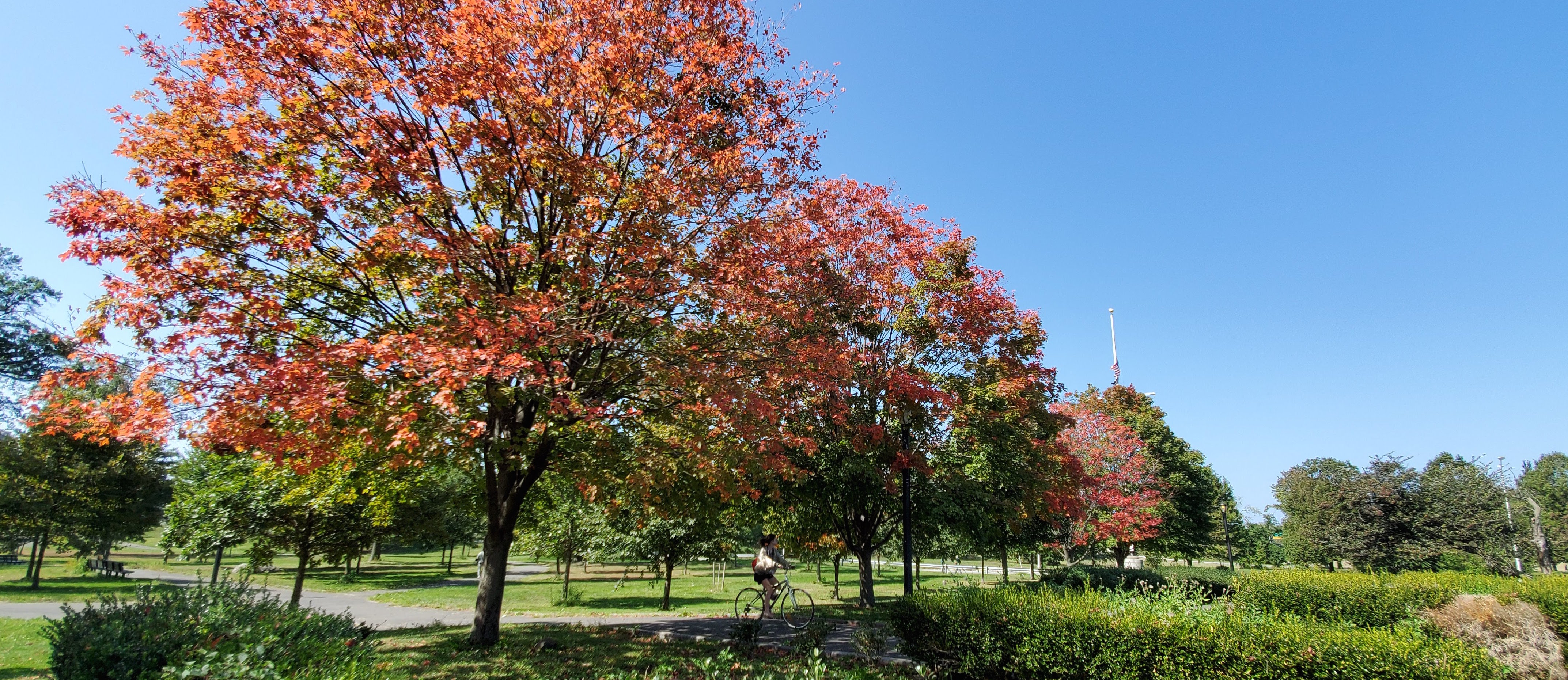 View of a guest riding through the grove of sugar maple trees in their fiery red fall colors