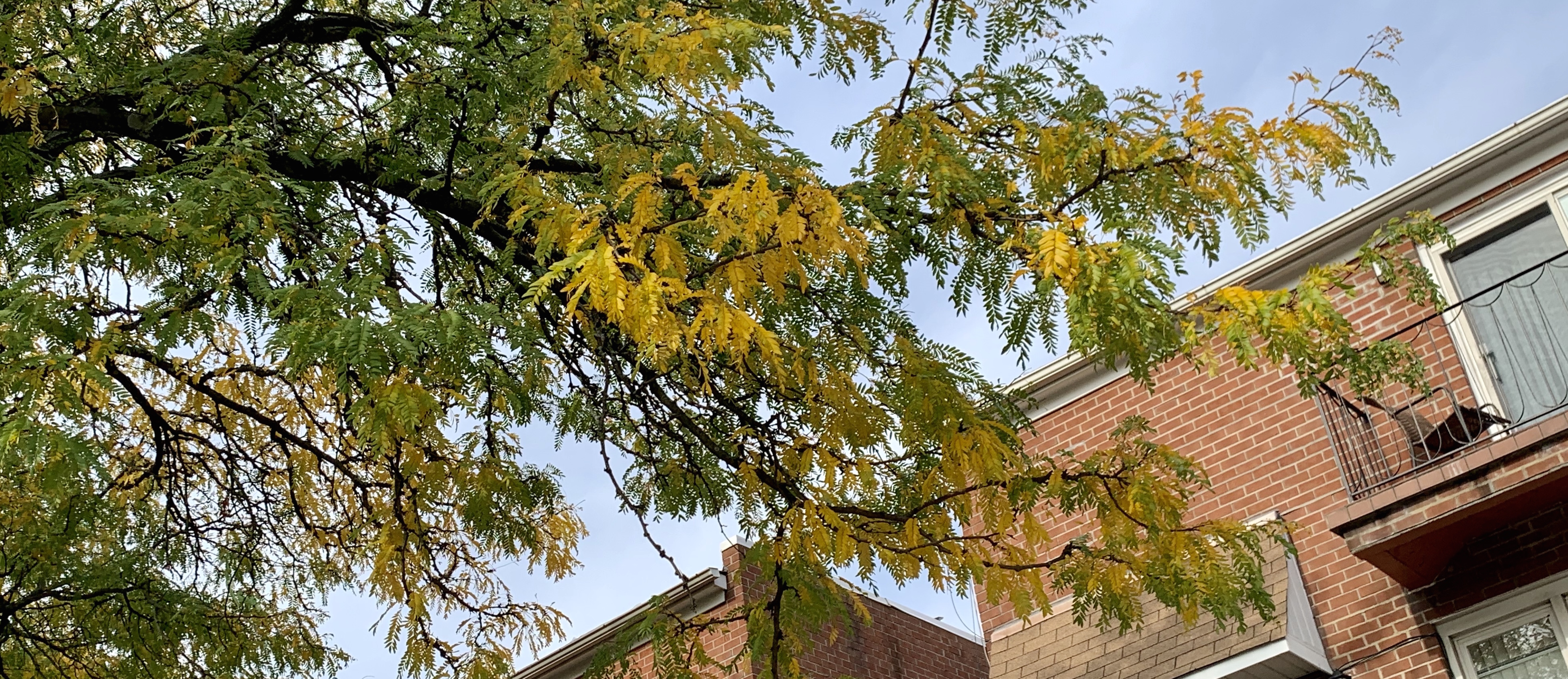 Tree in yellow fall colors grows in front of a home