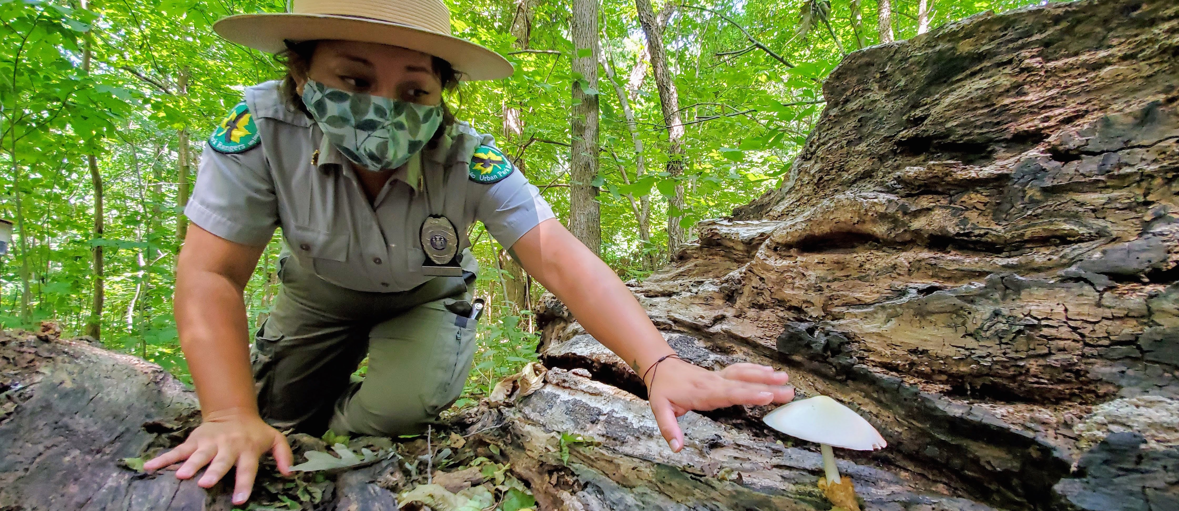 A park ranger points to a mushroom growing from a rock in a park