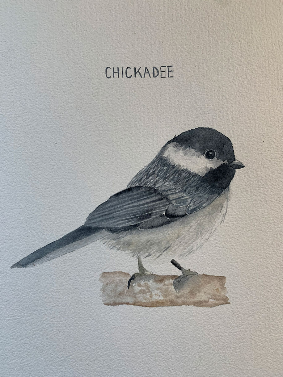 A bird with black and gray feathers and a gray underbelly