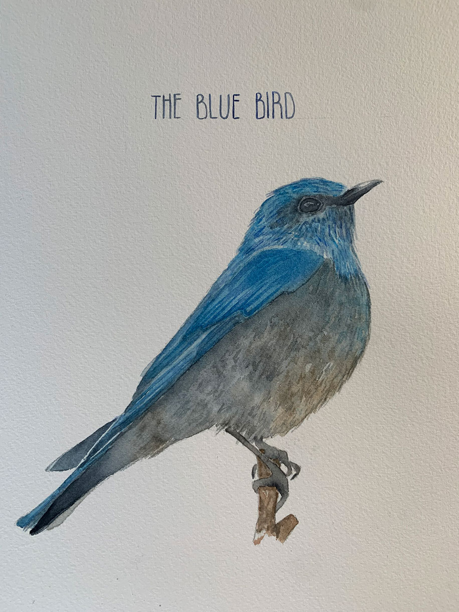 A bird with blue feathers and a gray underbelly