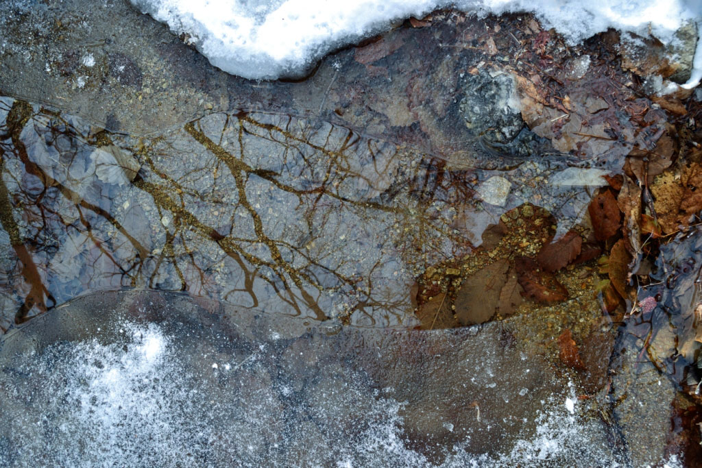reflection of a canopy of leafless trees in a stream of water formed from melting snow on the forest floor