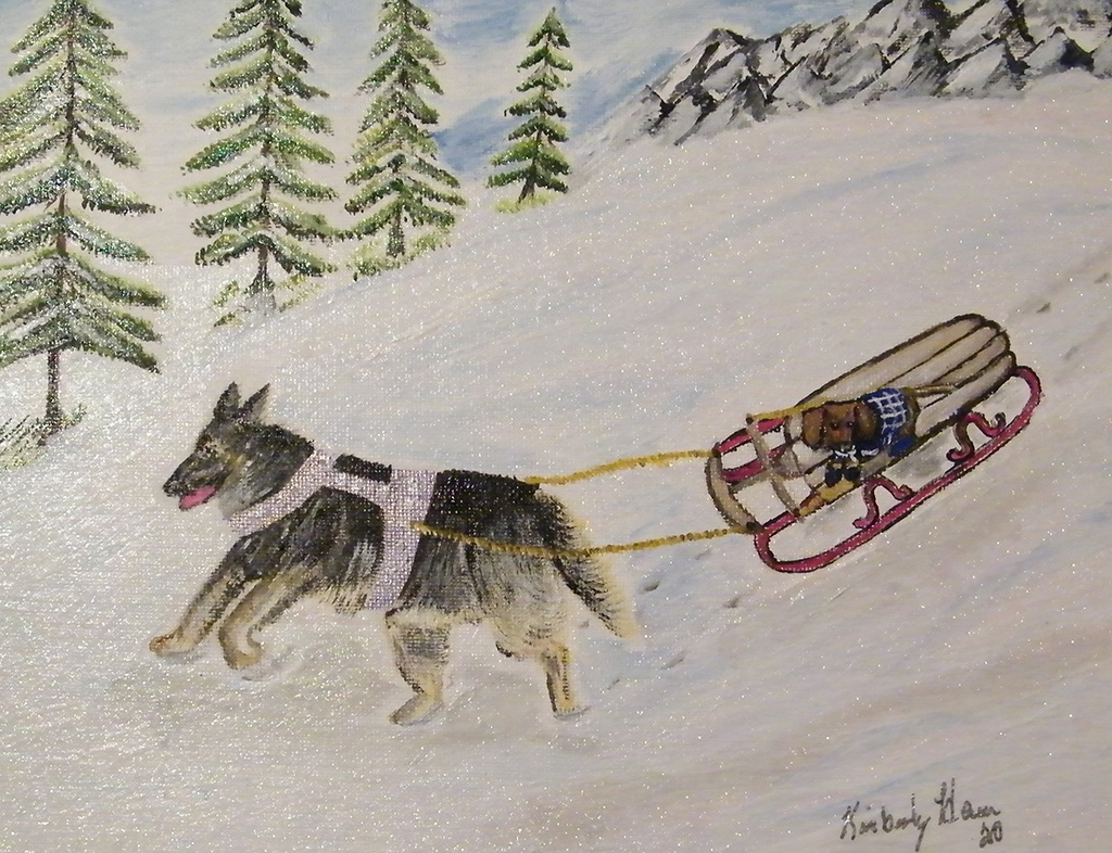 A sled dog pulls a kid along on a sled and down a hill covered in snow and lined by pine trees